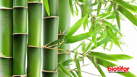 Manfaat Bunga Bambu yang Jarang Diketahui: Temukan Rahasia Kesehatan Anda