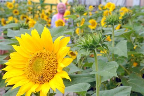 Manfaat Bunga Matahari untuk Kesehatan