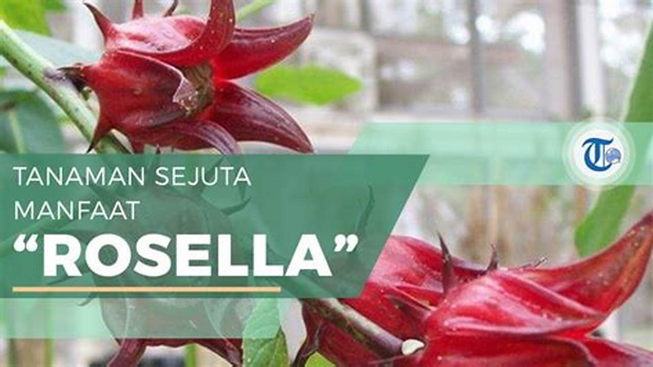 Manfaat Bunga Rosella yang Belum Banyak Orang Tahu untuk Kesehatan