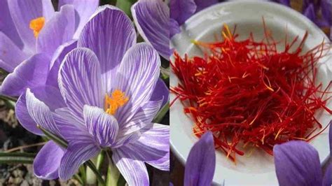Temukan 10 Manfaat Bunga Saffron untuk Kesehatan yang Jarang Diketahui