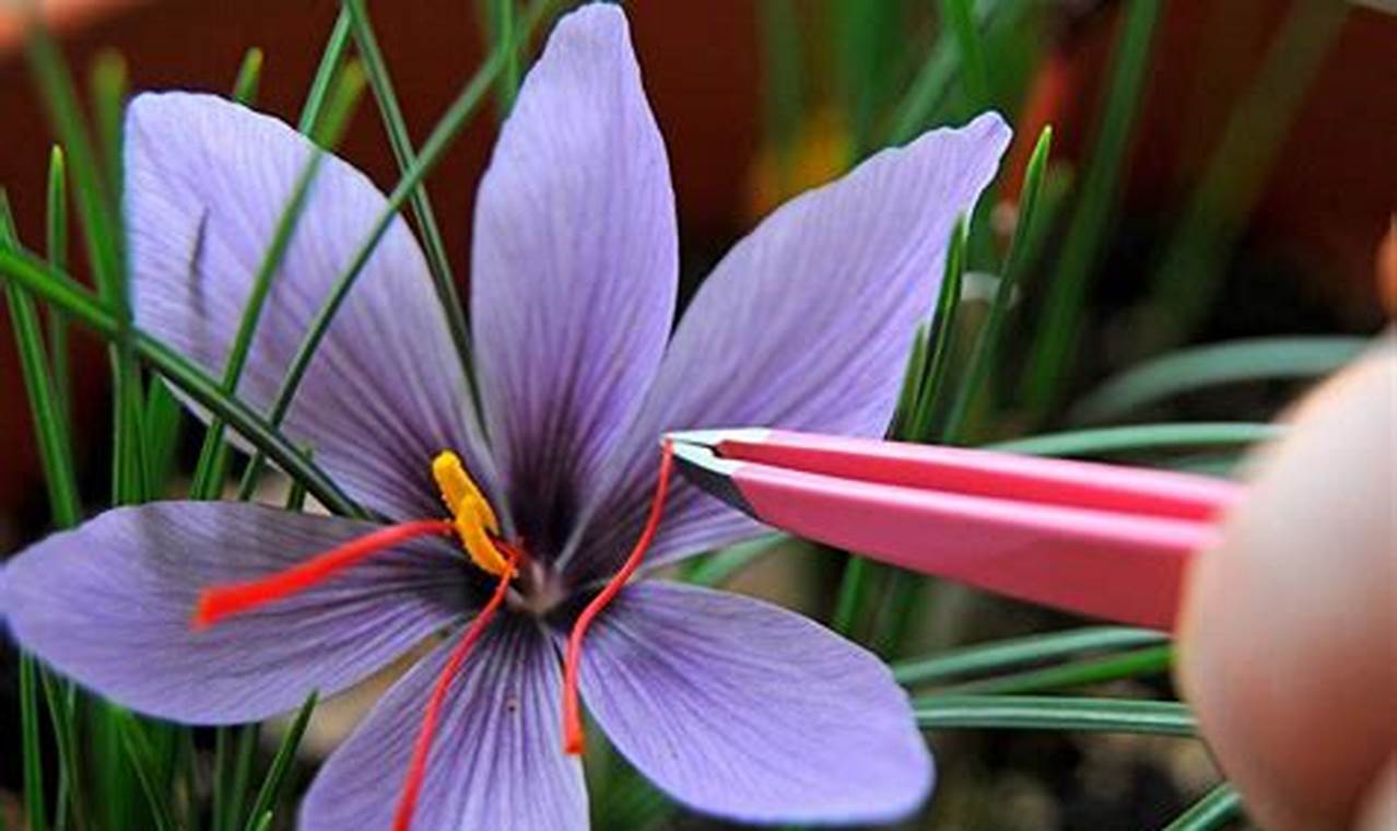 Temukan 10 Manfaat Bunga Saffron untuk Kesehatan yang Jarang Diketahui