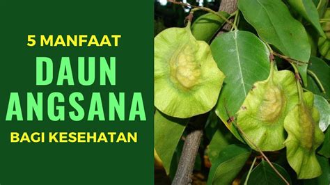 Manfaat dan Khasiat Tanaman Angsana (Pterocarpus Indicus Willd