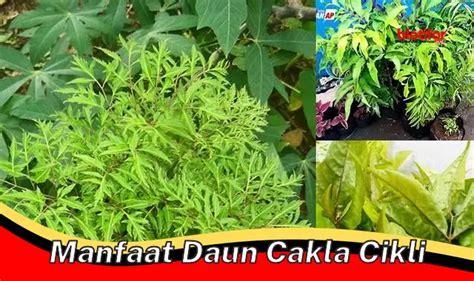 Temukan 9 Manfaat Daun Cakla Cikli Jarang Diketahui