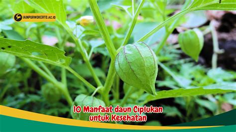 Temukan 8 Manfaat Daun Ciplukan yang Jarang Diketahui