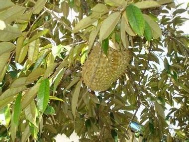 Manfaat Daun Durian Bagi Kesehatan idolTOKYO