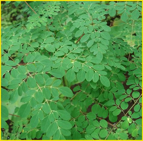 Unveil the Benefits of Daun Kelor for Prostate Health: Rarely Known Insights