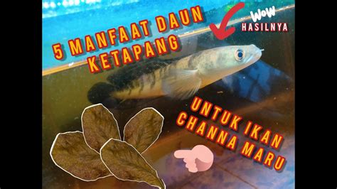 Manfaat Daun Ketapang untuk Ikan Channa yang Jarang Diketahui