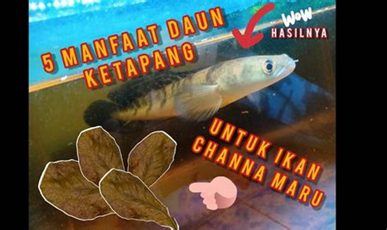 Manfaat Daun Ketapang untuk Ikan Channa yang Jarang Diketahui