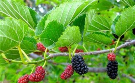 16 Manfaat Daun Mulberry Yang Perlu Diketahui Manfaat.co.id