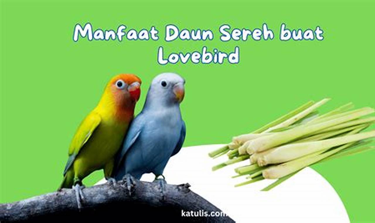 Temukan 10 Manfaat Daun Sereh untuk Lovebird yang Wajib Diketahui