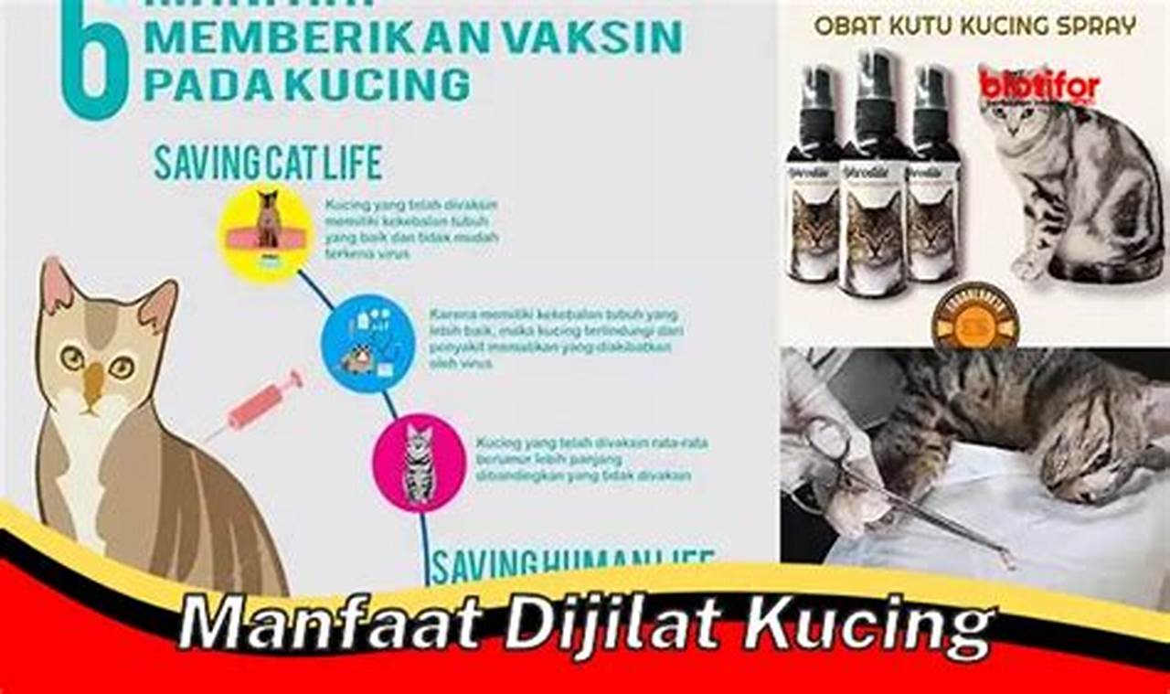 Temukan Manfaat Dijilat Kucing yang Jarang Diketahui