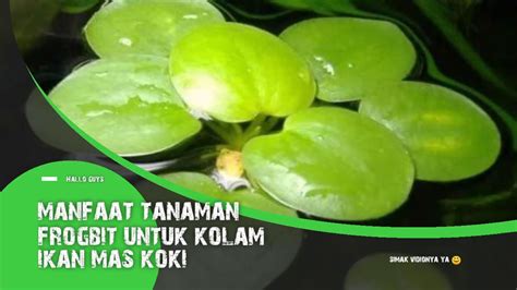Jual Tanaman Apung Frogbit.Cocok Untuk Budidaya Ikan Guppy, Cupang Jakarta Timur SisiStore8