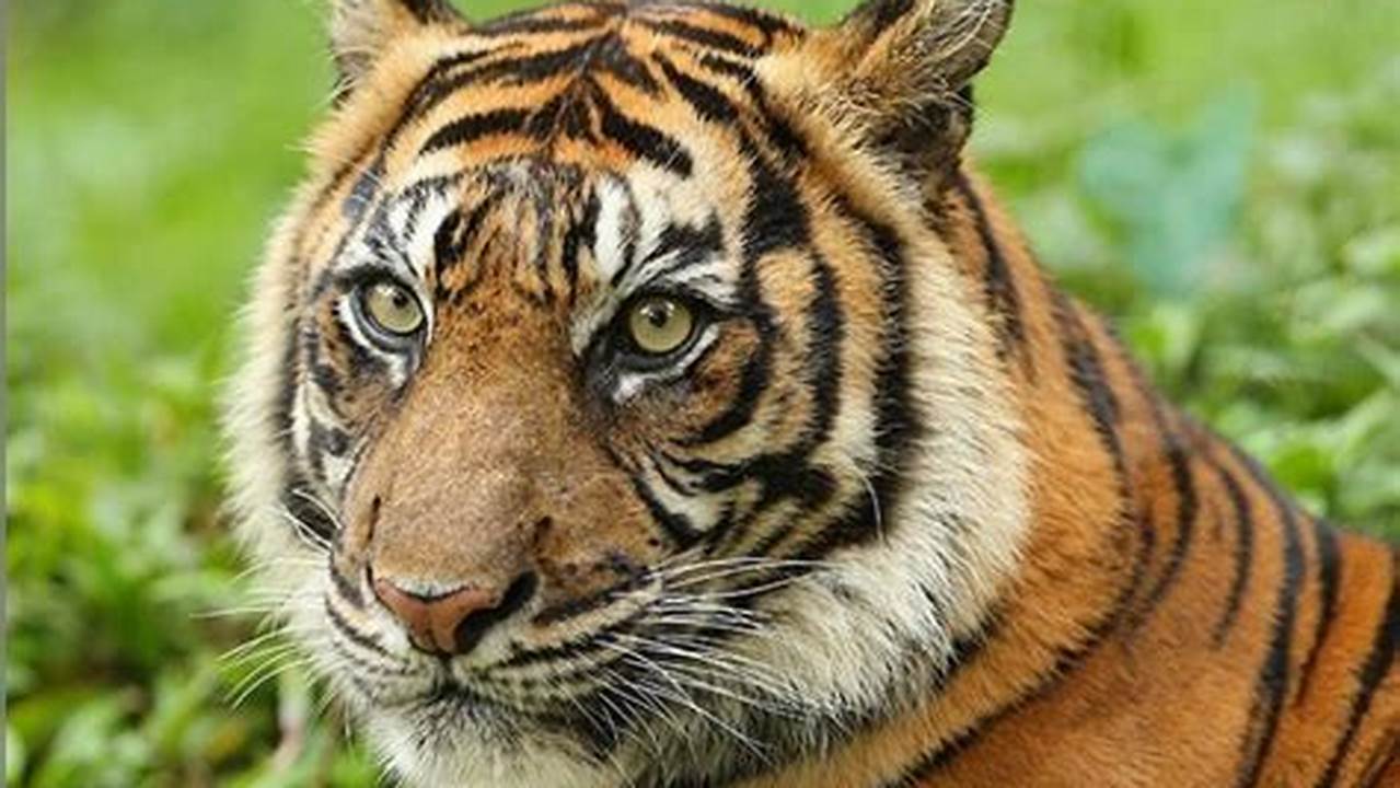 Ketahui 5 Manfaat Harimau Sumatera yang Jarang Diketahui