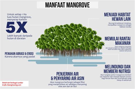 5 Manfaat Hutan Mangrove yang Jarang Diketahui, Wajib Tahu!