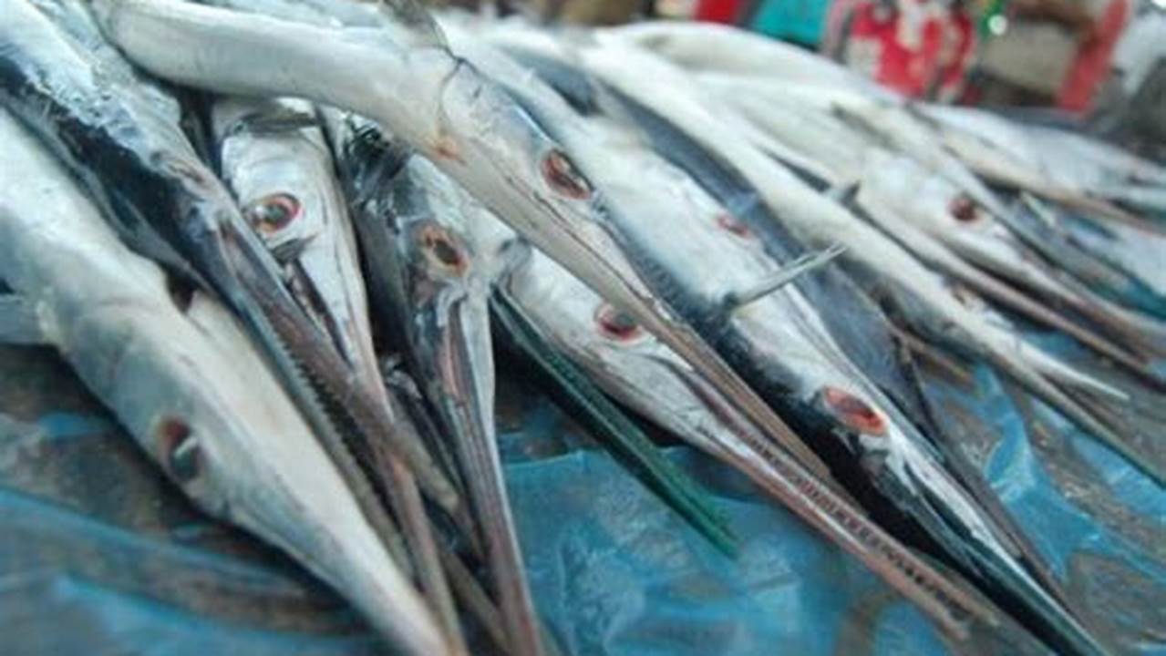 Temukan Rahasia Manfaat Ikan Cucut yang Jarang Diketahui