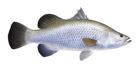Temukan 5 Manfaat Ikan Kakap Putih yang Jarang Diketahui untuk Kesehatan!
