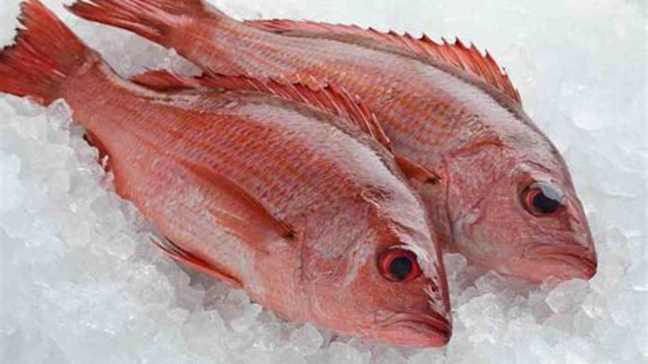 Temukan 5 Manfaat Ikan Kakap Putih yang Jarang Diketahui untuk Kesehatan!