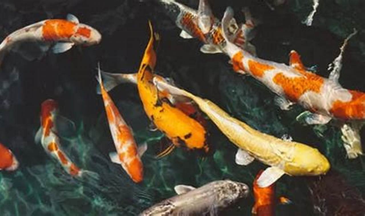 Temukan Manfaat Ikan Koi Bagi Kesehatan yang Jarang Diketahui