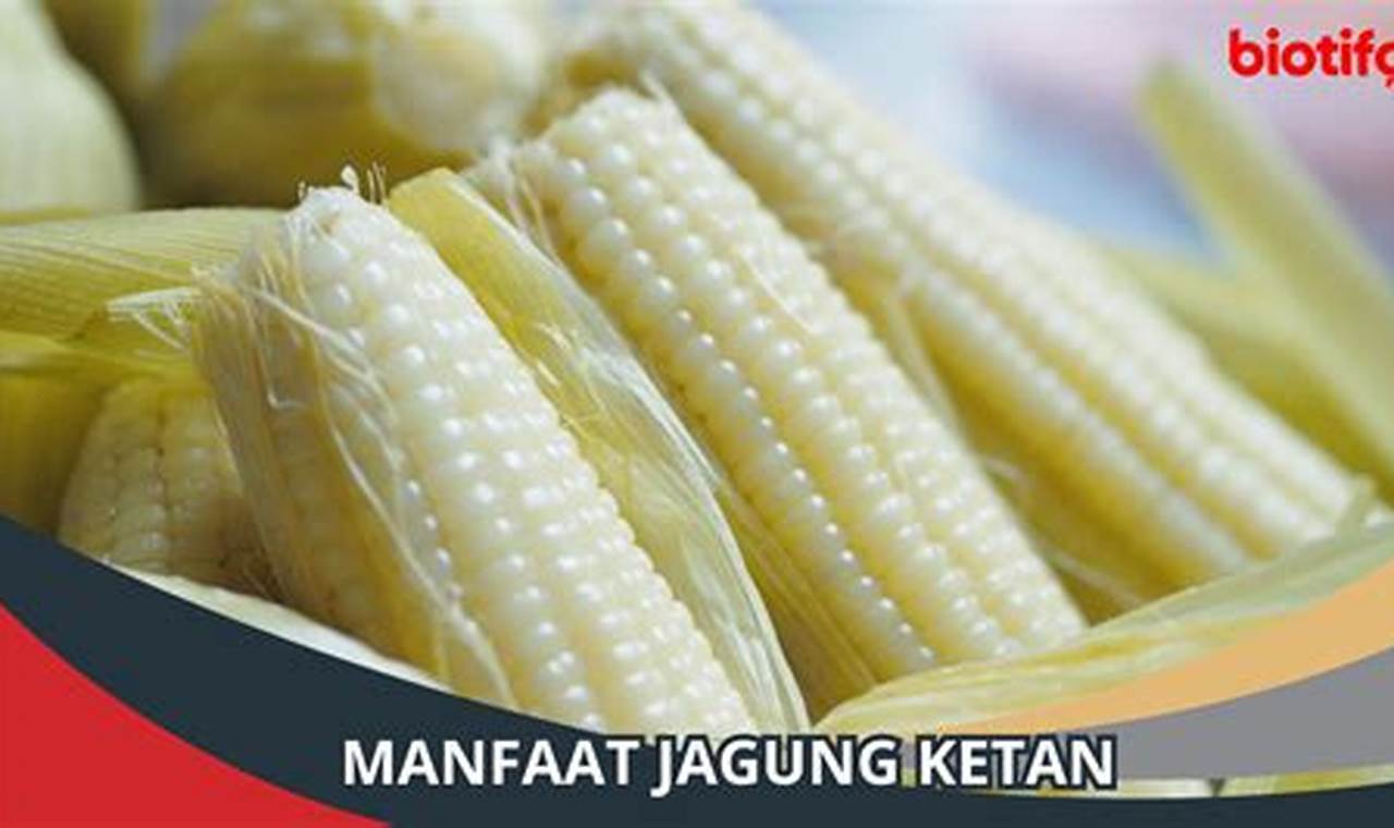 10 Manfaat Jagung Ketan yang Jarang Diketahui, Wajib Anda Tahu!