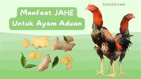 Temukan Manfaat Jahe untuk Ayam yang Jarang Diketahui