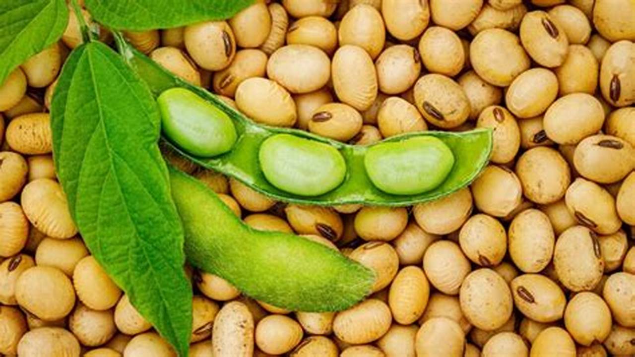 Manfaat Kacang Kedelai: 4 Rahasia Kesehatan yang Jarang Diketahui