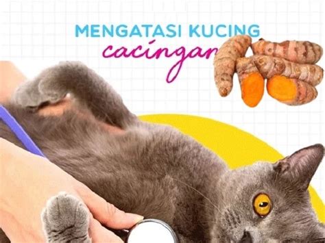 Temukan Manfaat Kunyit untuk Kucing yang Jarang Diketahui