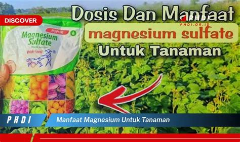 Manfaat Magnesium untuk Tanaman: Penemuan dan Wawasan yang Jarang Diketahui