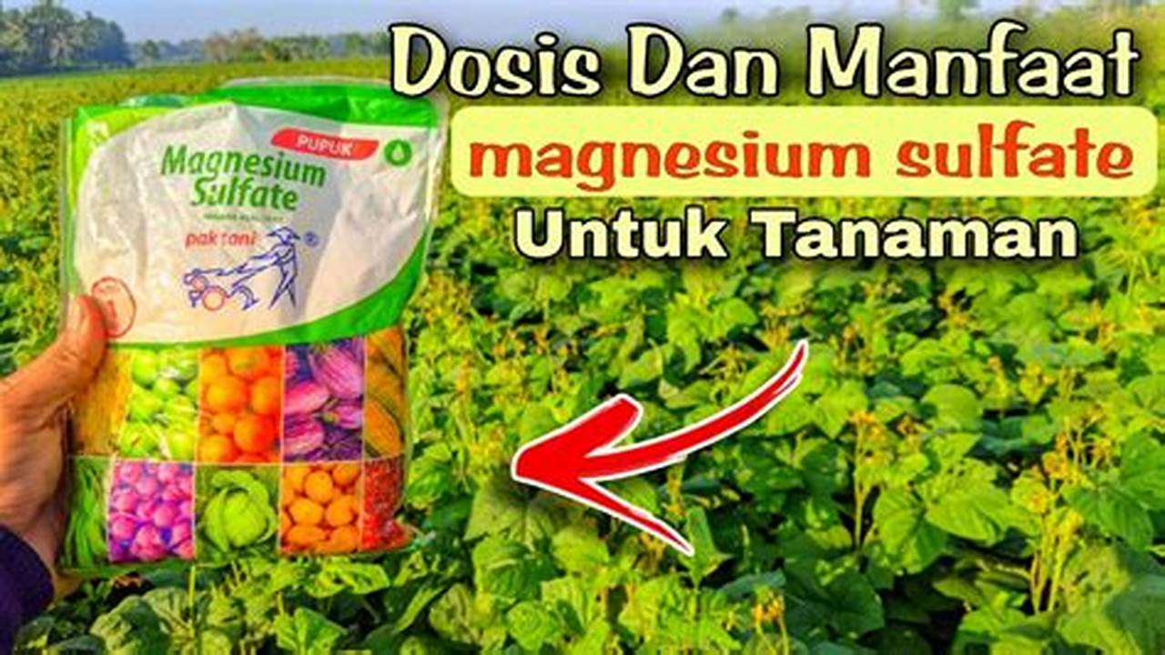 Manfaat Magnesium untuk Tanaman: Penemuan dan Wawasan yang Jarang Diketahui