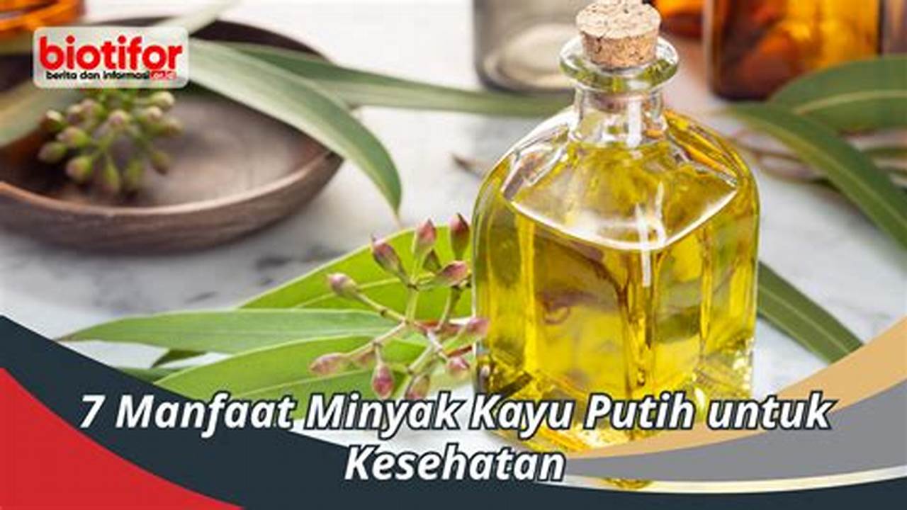 Temukan Manfaat Minyak Kayu Putih untuk Kulit yang Jarang Diketahui