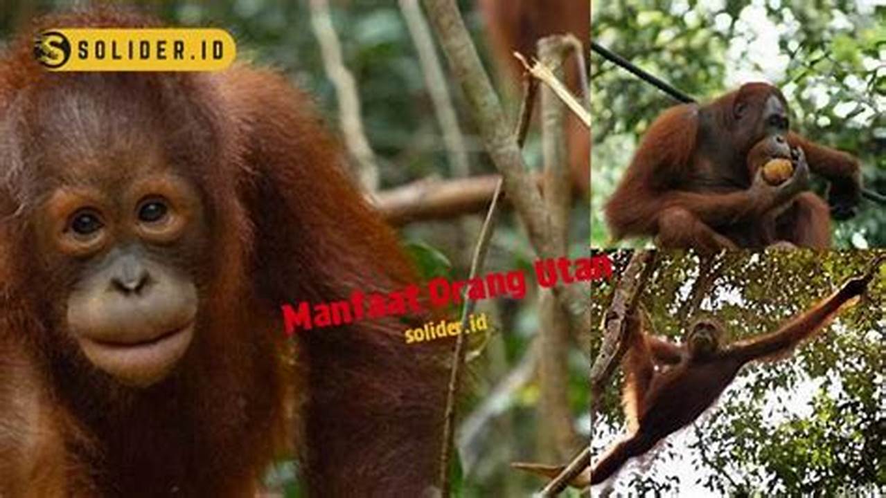 Temukan Manfaat Orang Utan yang Jarang Diketahui dan Penting