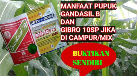 Manfaat Pupuk Gandasil B yang Jarang Diketahui, Wajib Dicoba!