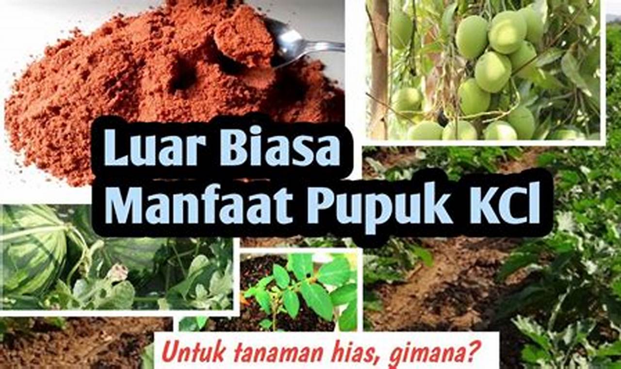 Temukan 8 Manfaat Pupuk KCl untuk Durian yang Jarang Diketahui
