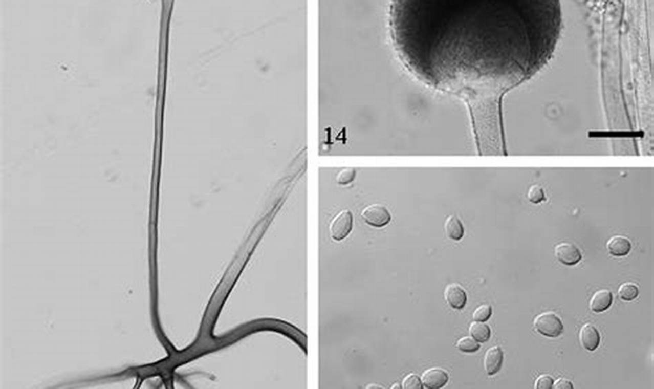 Manfaat Rhizopus Oryzae yang Mencengangkan, Jarang Diketahui