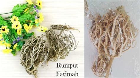 Temukan Khasiat Rumput Fatimah untuk Ibu Hamil yang Jarang Diketahui