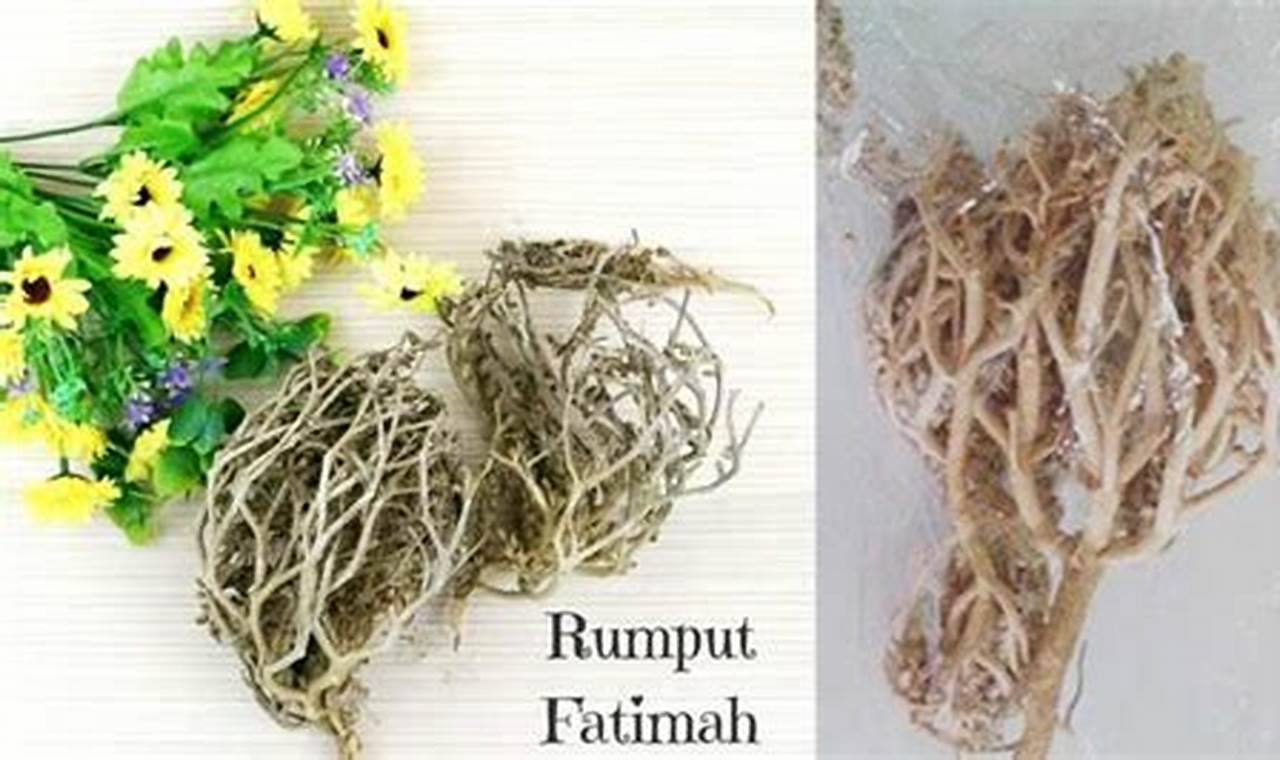 Temukan Manfaat Rumput Fatimah untuk Ibu Hamil yang Jarang Diketahui