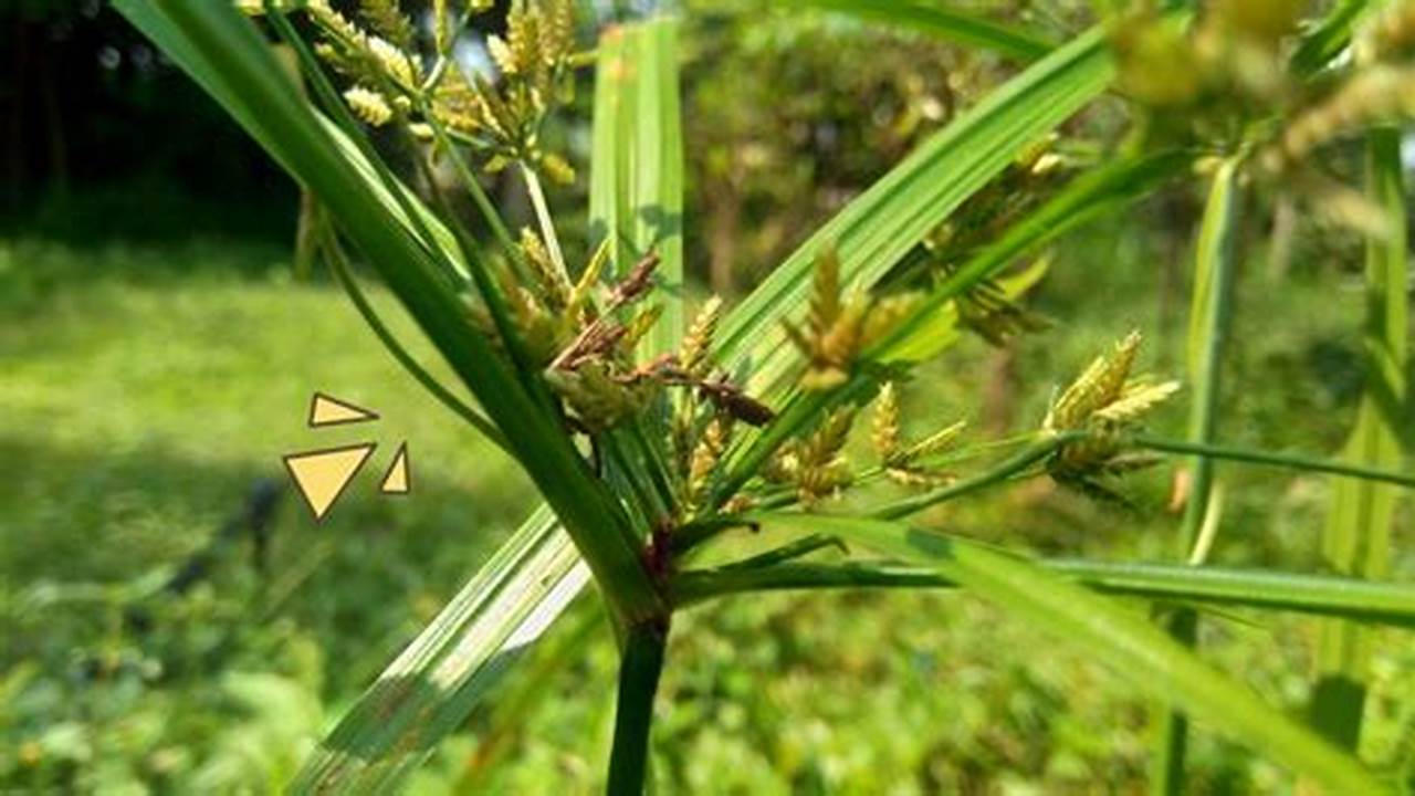 Manfaat Rumput Jarum yang Jarang Diketahui: Temukan Rahasia Alam