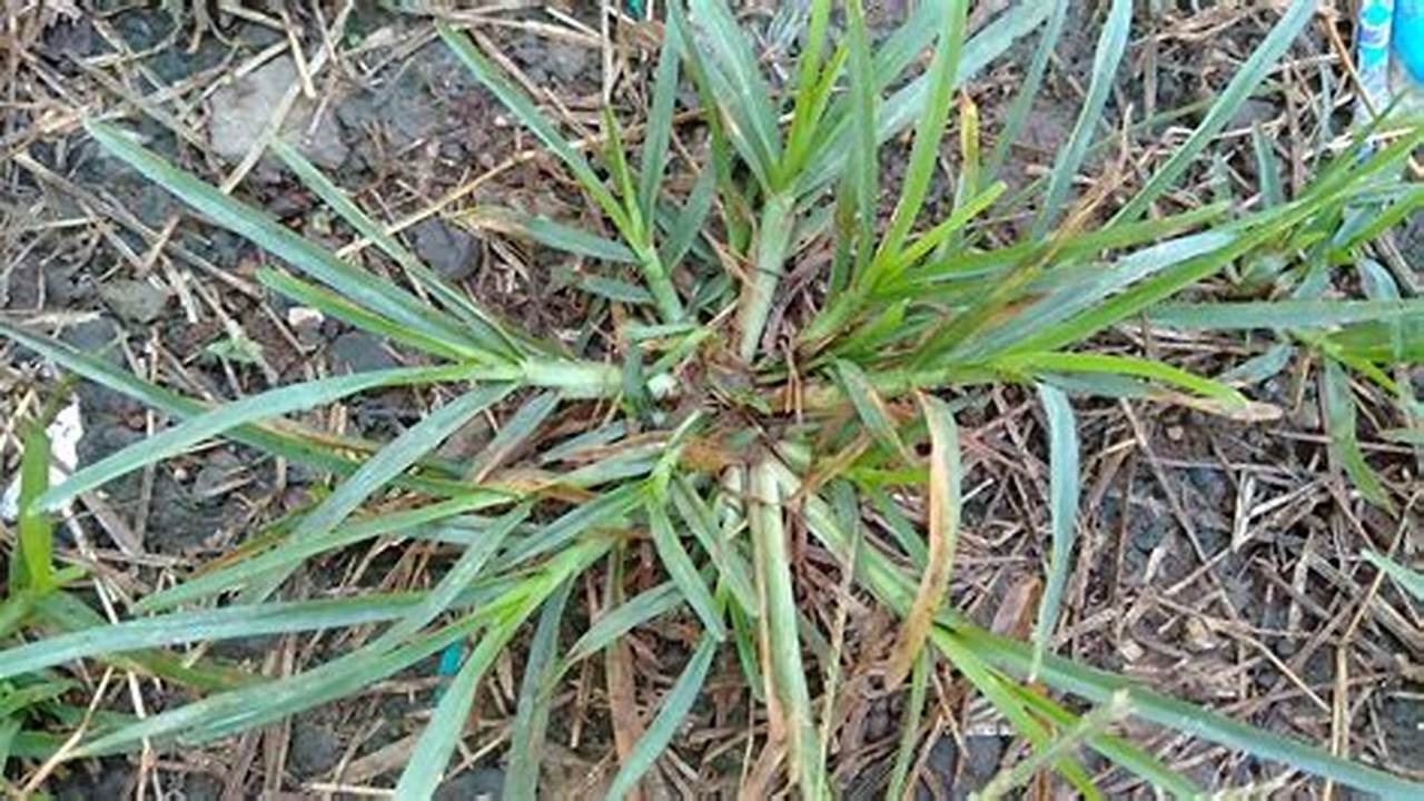 Temukan Manfaat Rumput Paragis yang Jarang Diketahui