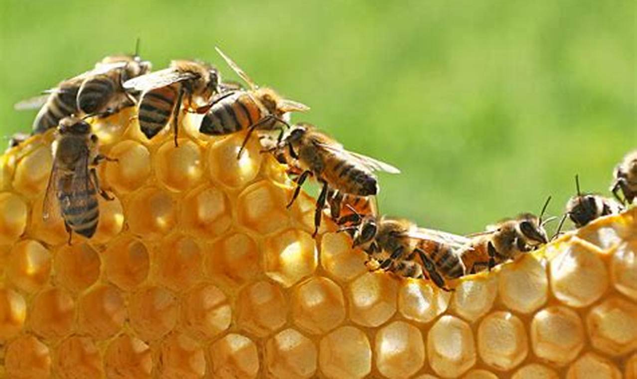 Temukan Khasiat Sarang Lebah yang Jarang Diketahui, Wajib Banget Tau!