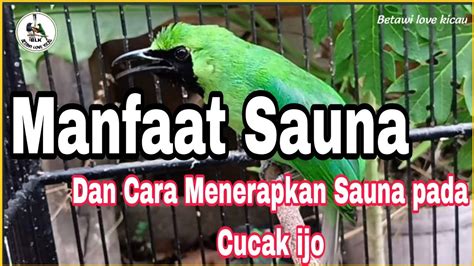Manfaat lovebird mandi sauna burung kering krodong basah YouTube