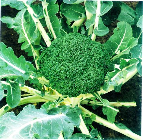 Temukan Manfaat Sayur Brokoli yang Jarang Diketahui