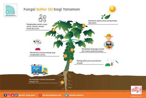 Temukan 7 Manfaat Sulfur Bagi Tumbuhan yang Jarang Diketahui!