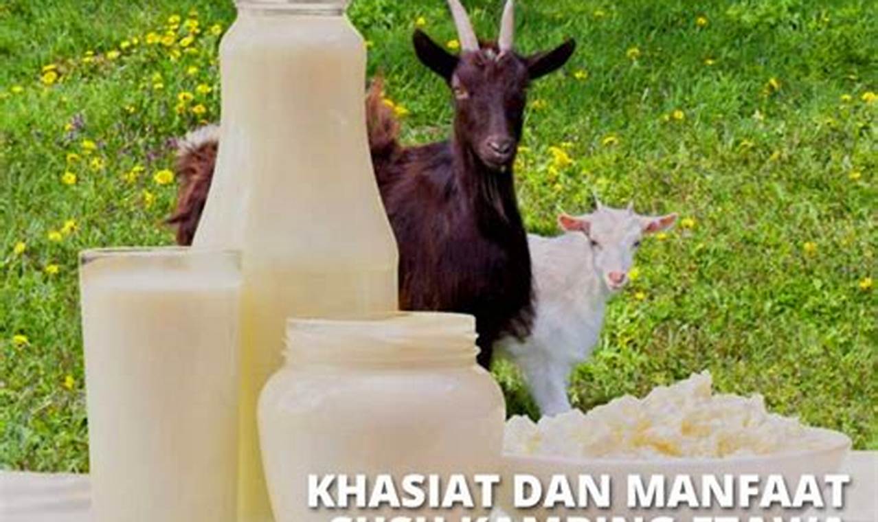 Manfaat Susu Kambing Etawa: 10 Khasiat Luar Biasa yang Jarang Diketahui