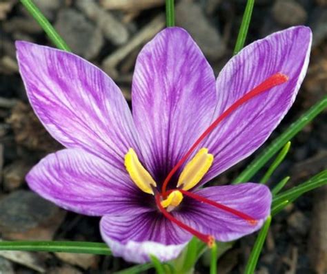 manfaat tanaman hias bunga saffron penghias dan rempah