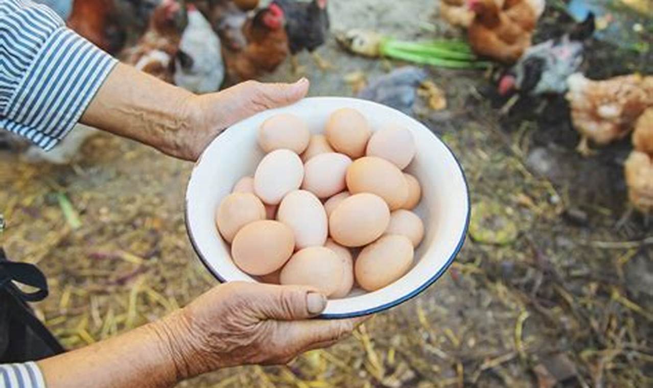 Rahasia Telur Ayam Kampung untuk MPASI: Manfaat Luar Biasa untuk Pertumbuhan Bayi