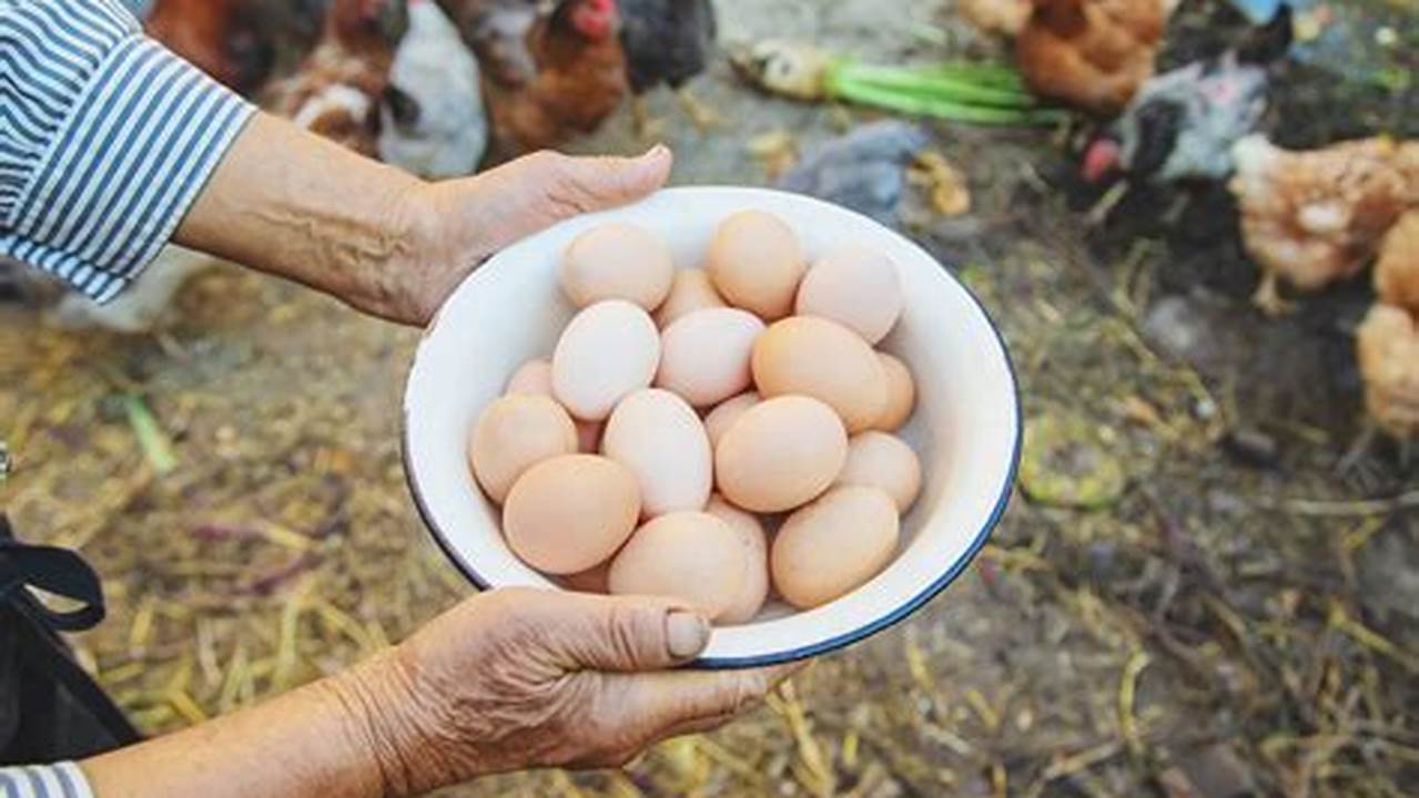 Manfaat Telur Kampung: Temukan Rahasia Tersembunyinya yang Jarang Diketahui