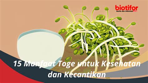 Temukan Manfaat Toge untuk Kesehatan yang Jarang Diketahui