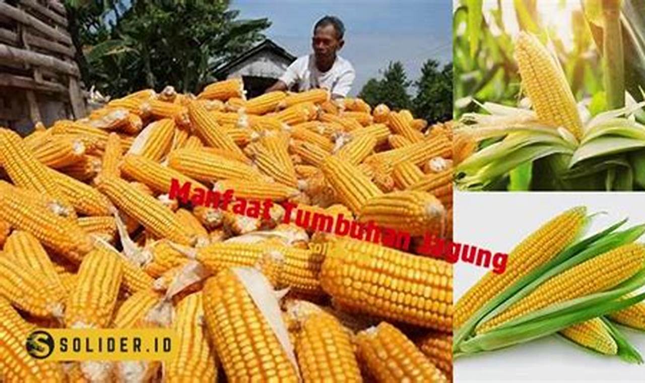 Temukan Ajaibnya Jagung: Manfaat Jarang Diketahui yang Harus Anda Ketahui