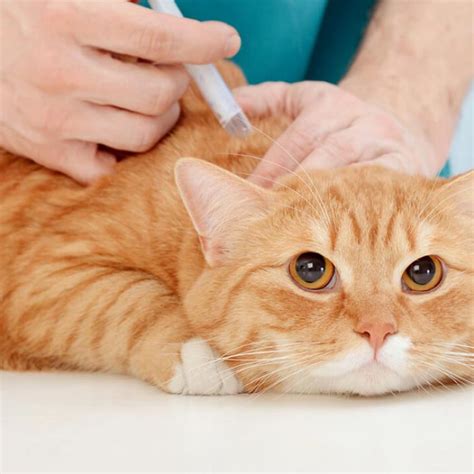 Temukan Manfaat Vaksin Kucing yang Tak Terbantahkan yang Wajib Kamu Tahu!