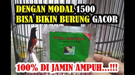 Temukan Manfaat Vitachick untuk Burung yang Jarang Diketahui!