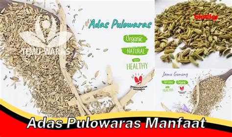 manfaat adas pulowaras